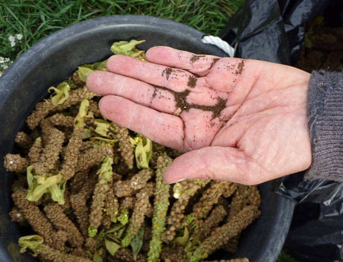 Wild Organic Tasmania Mullein Seeds 100+
