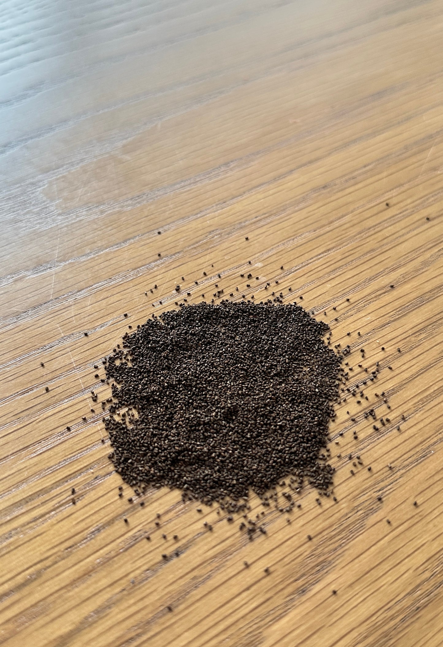 Wild Organic Tasmania Mullein Seeds
