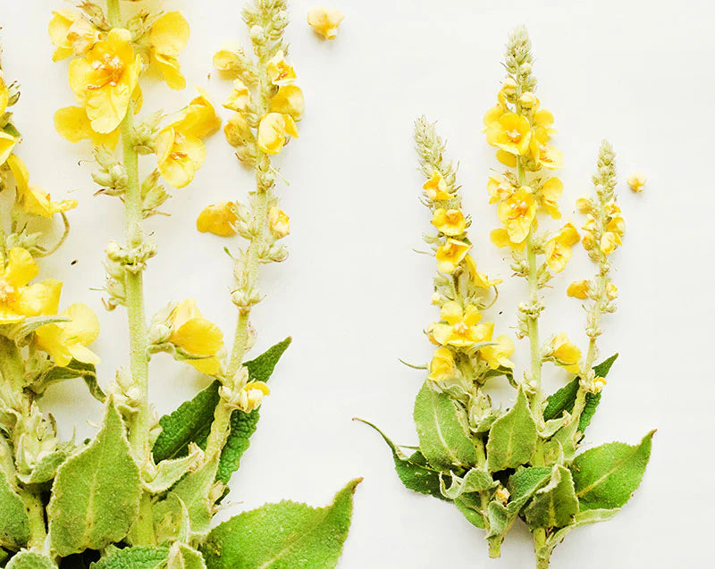 Wild Tasmania Organic Mullien Tea